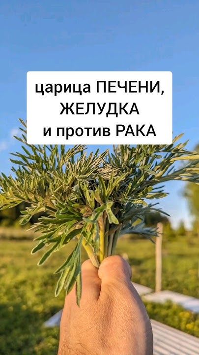 Царица ПЕЧЕНИ и желудка. Ее ценили целители прошлых веков.